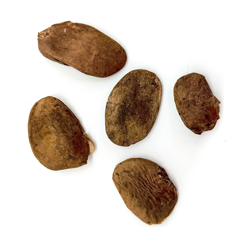 Fava Abere Semente Ritualística