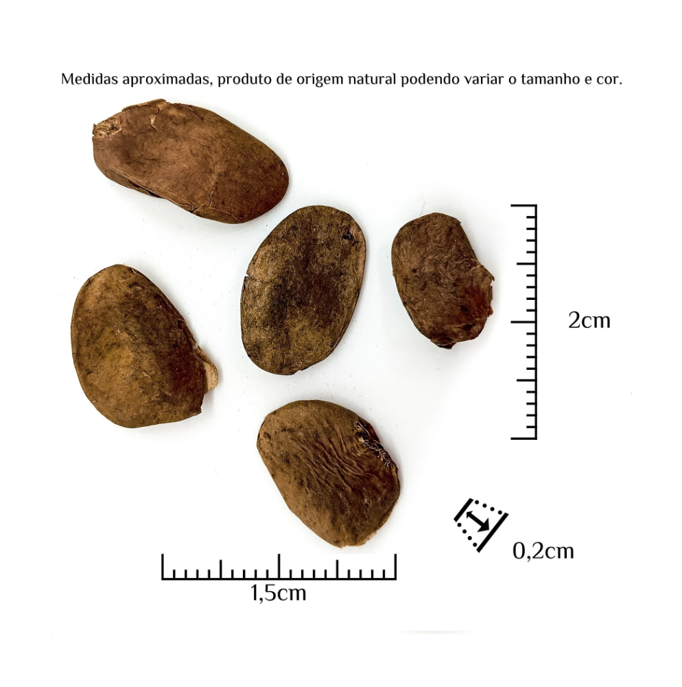 Fava Abere Semente Ritualística - Imagem 3
