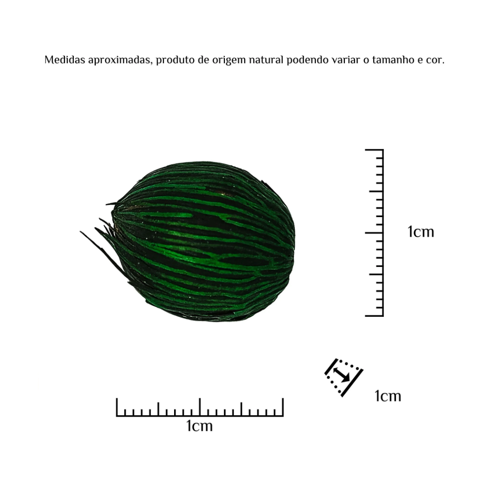 Fava Abre Caminho Verde Semente Ritualística 1Un - Imagem 3