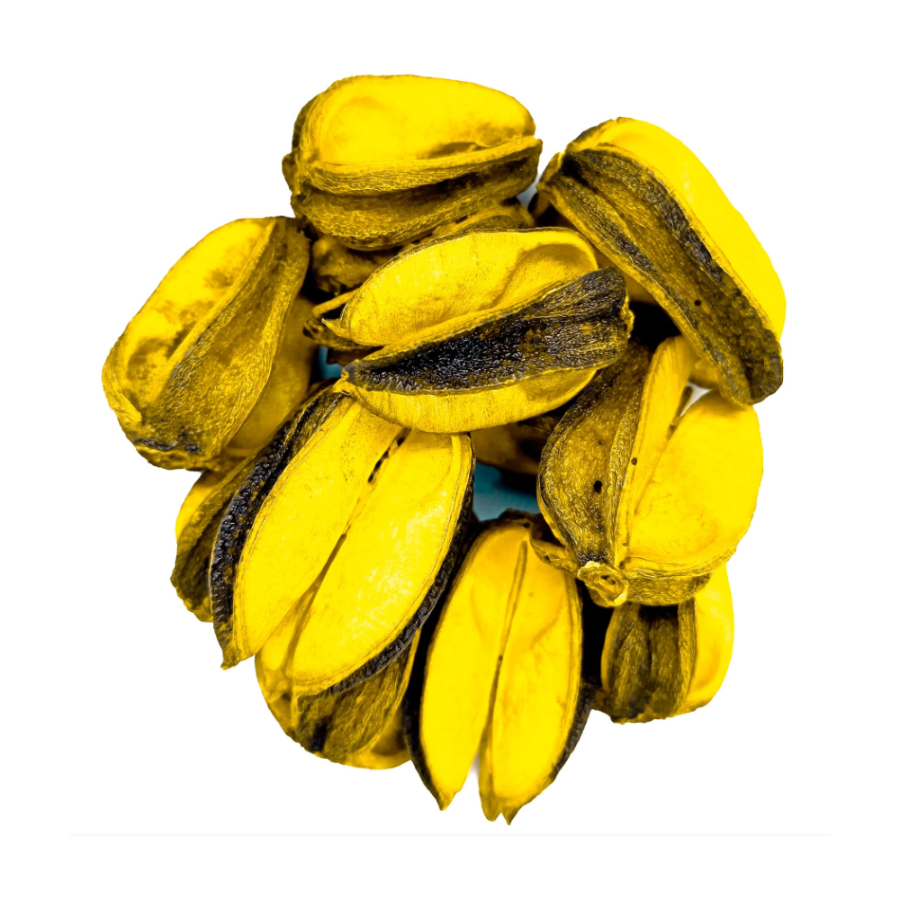 Fava Amarração Semente Do Amor Amarelo Ritualística - Imagem 2