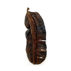Fava Aridan Semente Aridã Ritualística