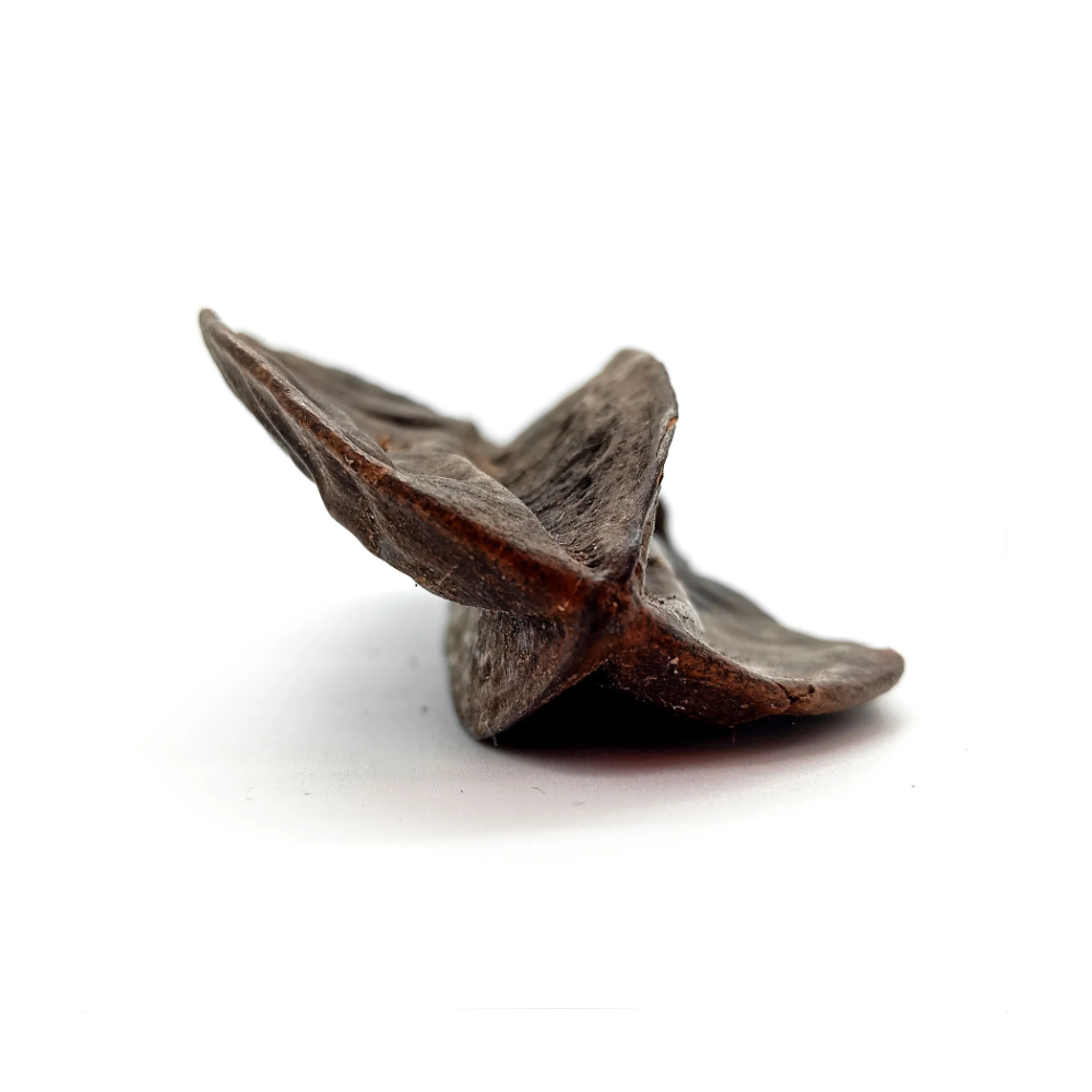 Fava Aridan Semente Aridã Ritualística - Imagem 2