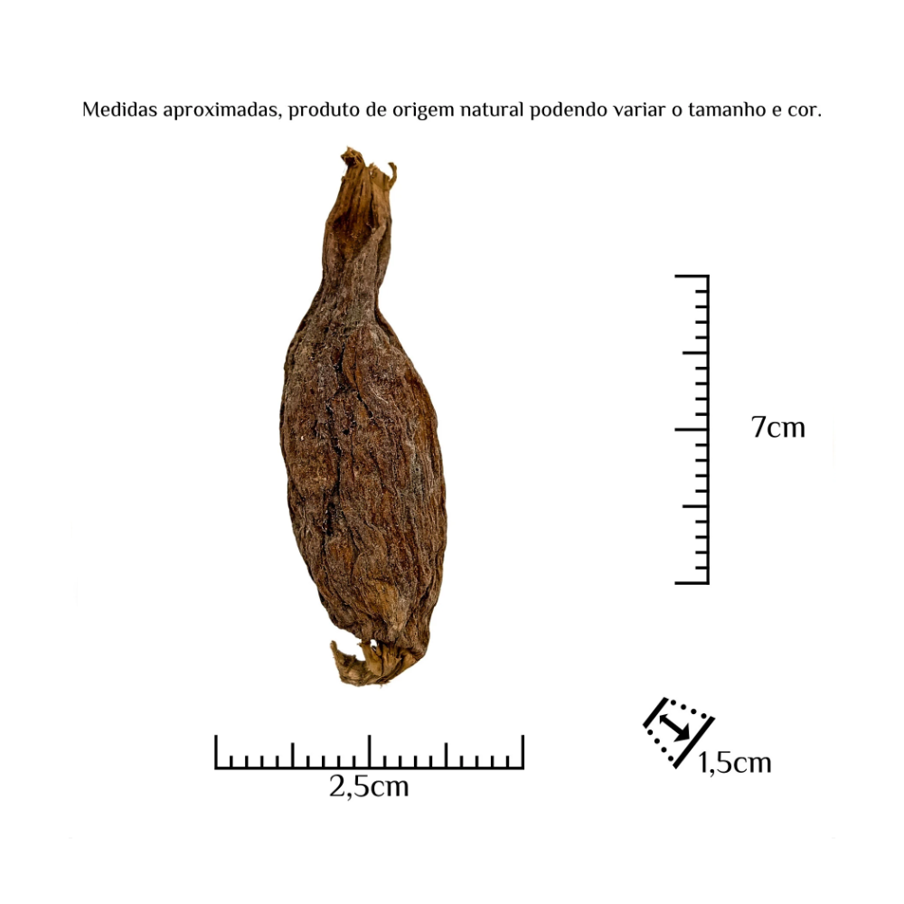Fava Atare Semente Ritualística - Imagem 3