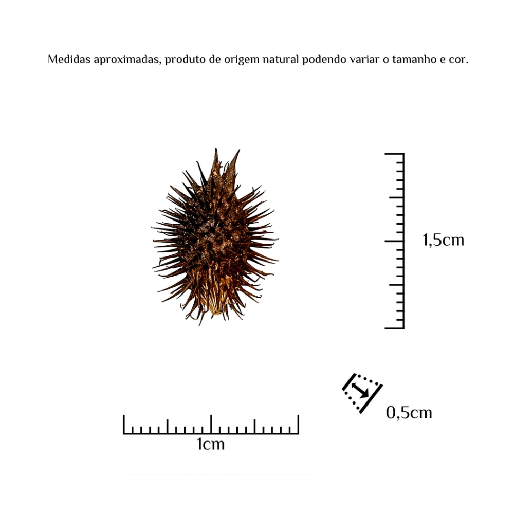 Fava Comigo Ninguém Pode Semente Ritualística - Imagem 3