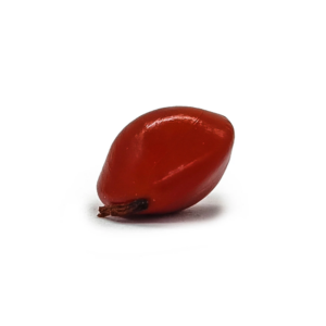 Fava Da Sorte Pombogira Semente Ritualistica 1Un