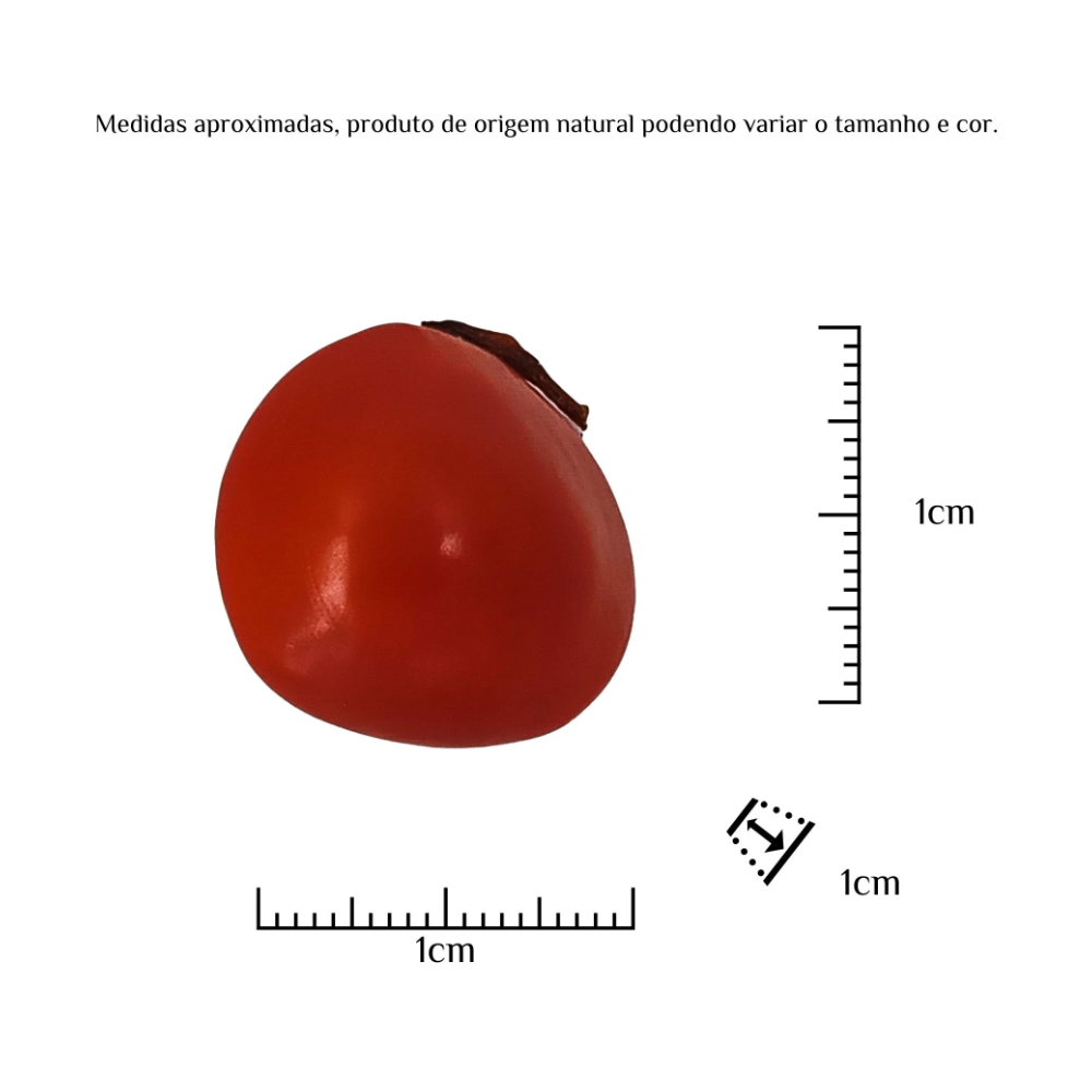 Fava da União Iansã Oyá Semente Ritualística - Imagem 3