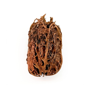 Fava Exu Semente Ritualística