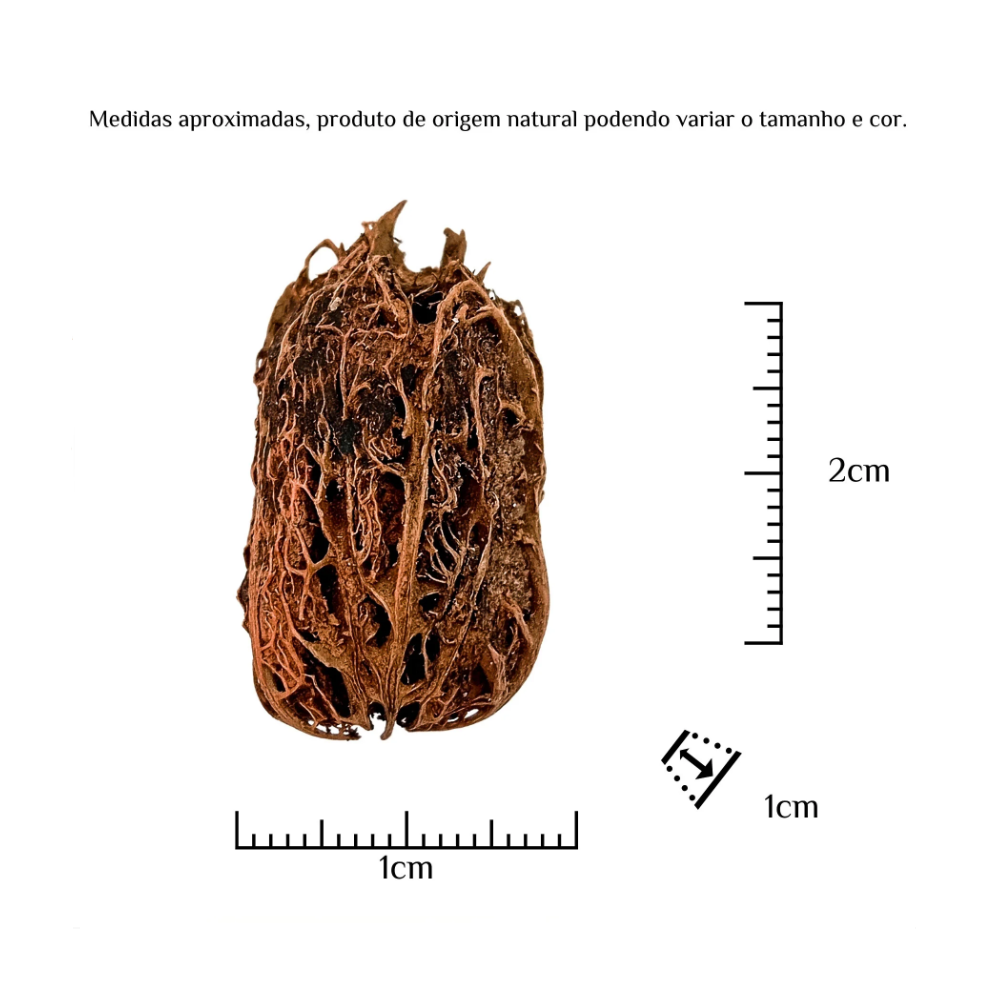 Fava Exu Semente Ritualística - Imagem 3