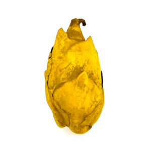 Fava Flor Amarela Semente Ritualística 1Un Pombogira
