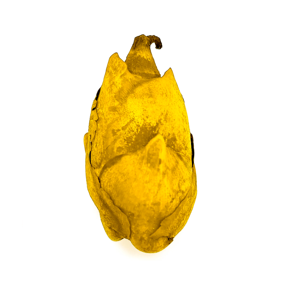 Fava Flor Amarela Semente Ritualística 1Un Pombogira