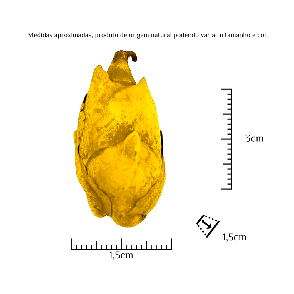 Fava Flor Amarela Semente Ritualística 1Un Pombogira - Imagem 2
