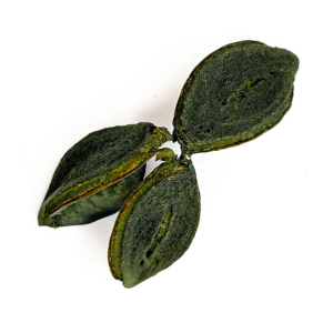 Fava Flor Estrela Verde Semente Ritualística