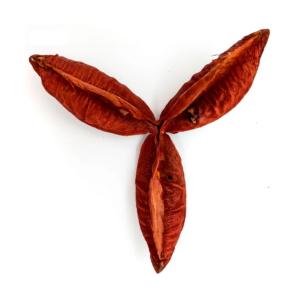 Fava Flor Estrela Vermelha Semente Ritualística