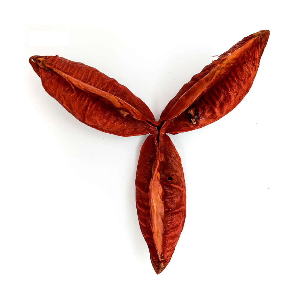 Fava Flor Estrela Vermelha Semente Ritualística