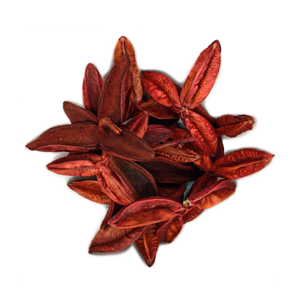 Fava Flor Estrela Vermelha Semente Ritualística - Imagem 2