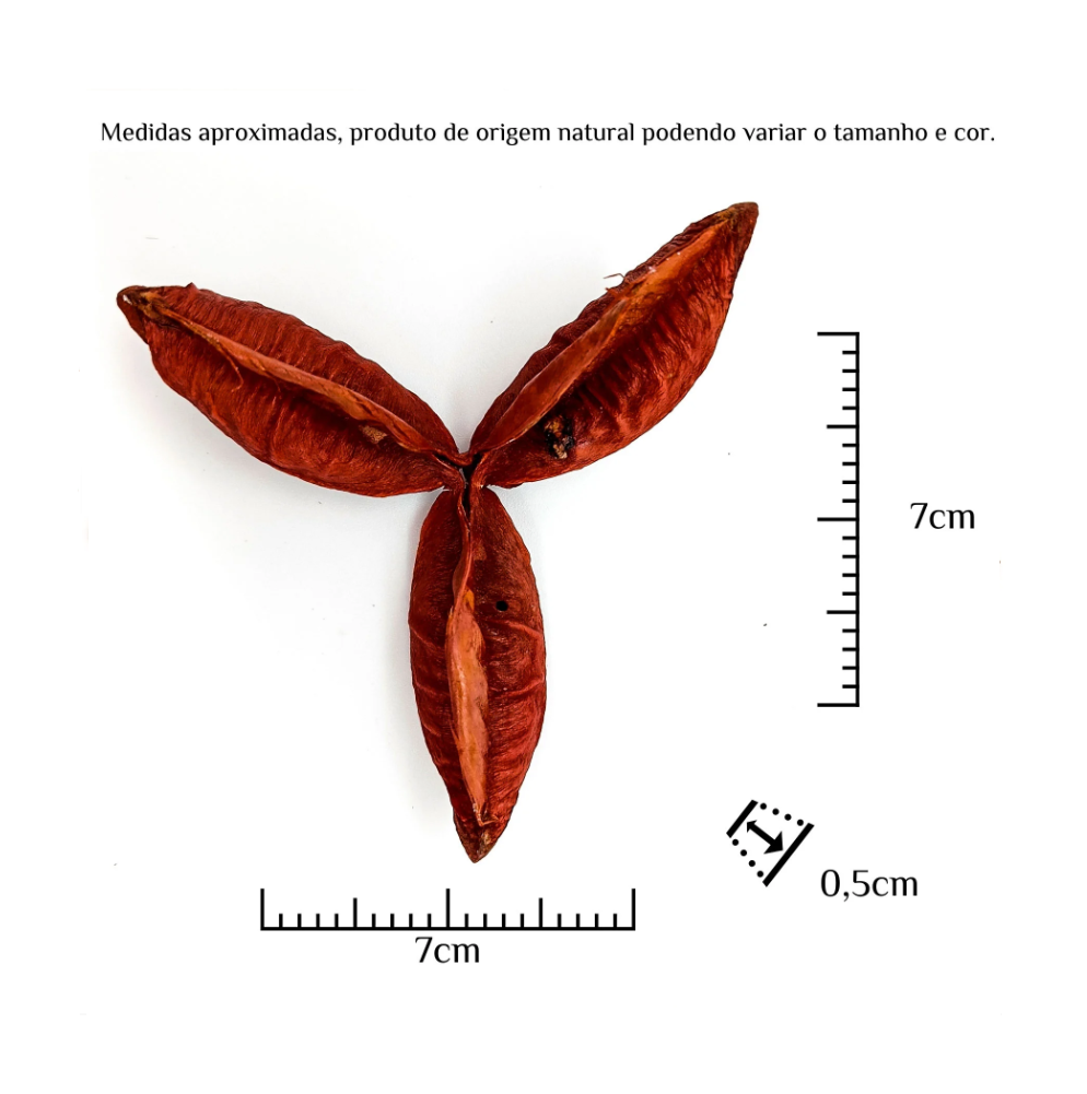 Fava Flor Estrela Vermelha Semente Ritualística - Imagem 3
