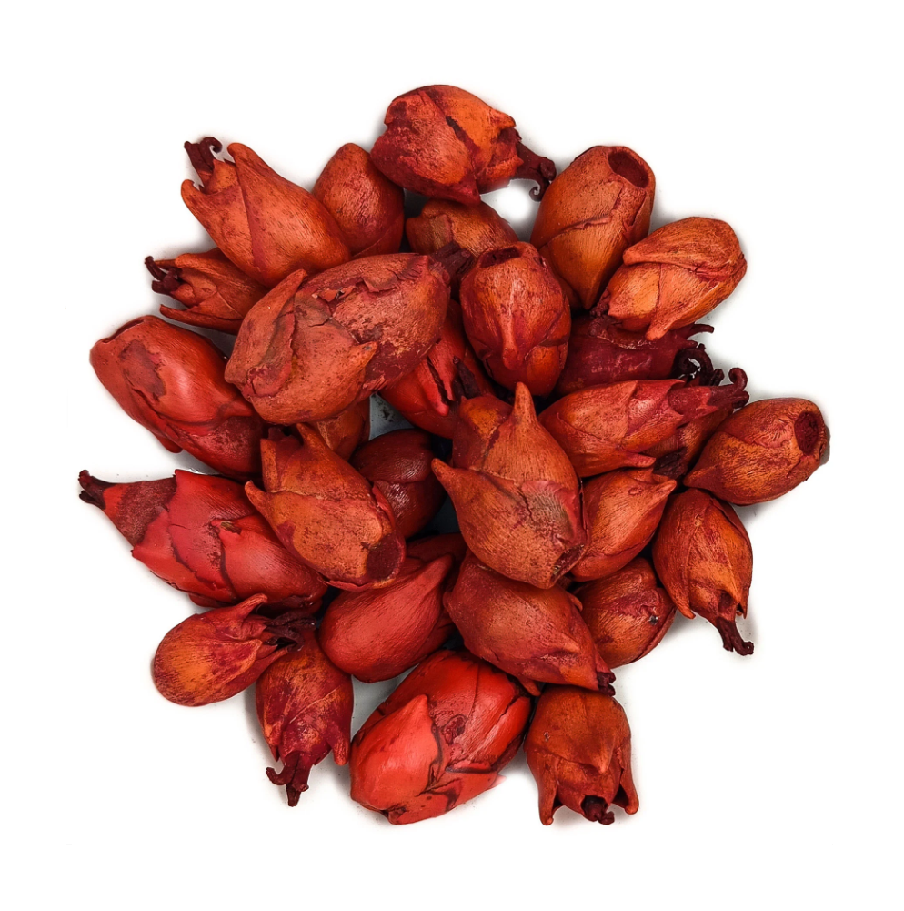 Fava Flor Vermelha Semente Ritualística Pombogira - Imagem 2