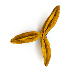 Fava Flor da Fortuna Estrela Amarela Semente Ritualística