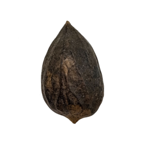 Fava Garra De Exu Semente Ritualistica