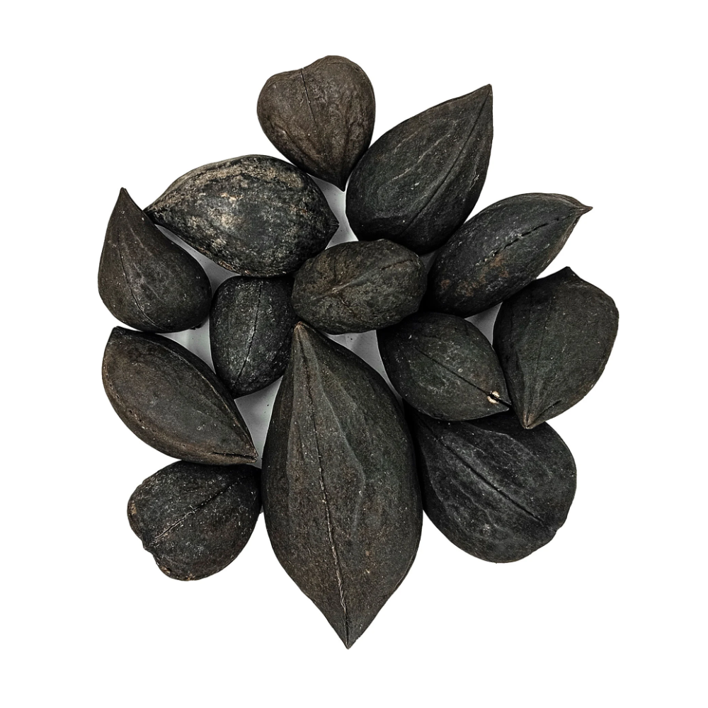 Fava Garra De Exu Semente Ritualistica - Imagem 2
