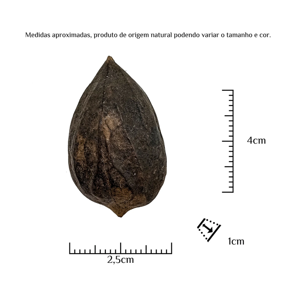 Fava Garra De Exu Semente Ritualistica - Imagem 3