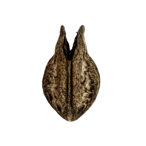 Fava Garra De Pombogira Semente Ritualística