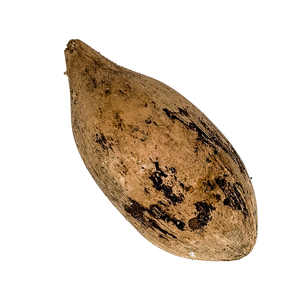 Fava Ifá Semente Ritualística