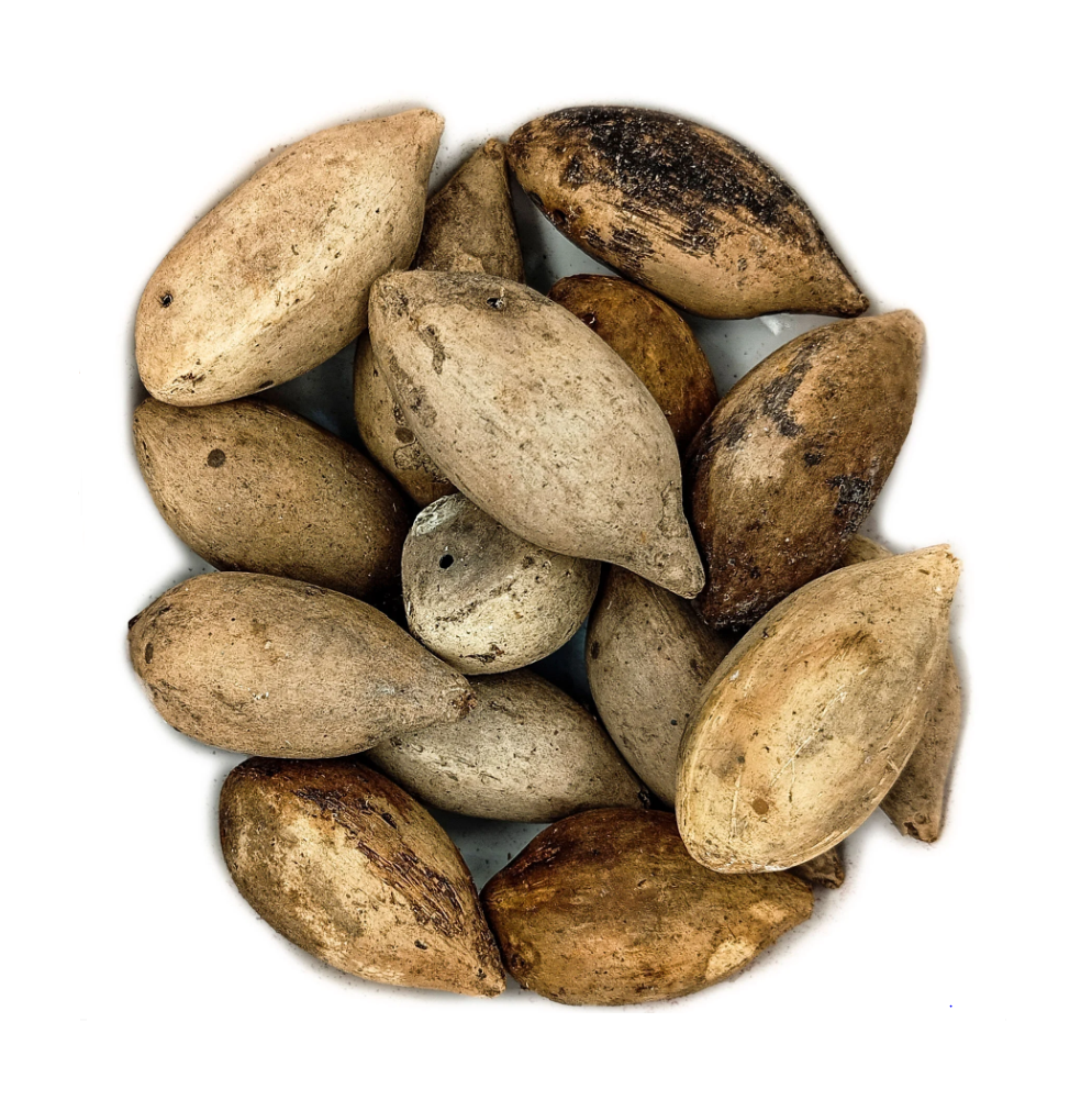 Fava Ifá Semente Ritualística - Imagem 2