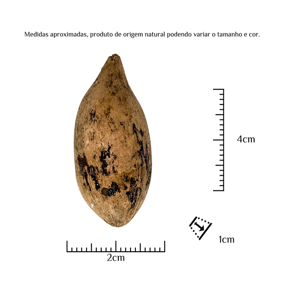 Fava Ifá Semente Ritualística - Imagem 3