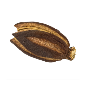 Fava Obara Semente Ritualística 1Un