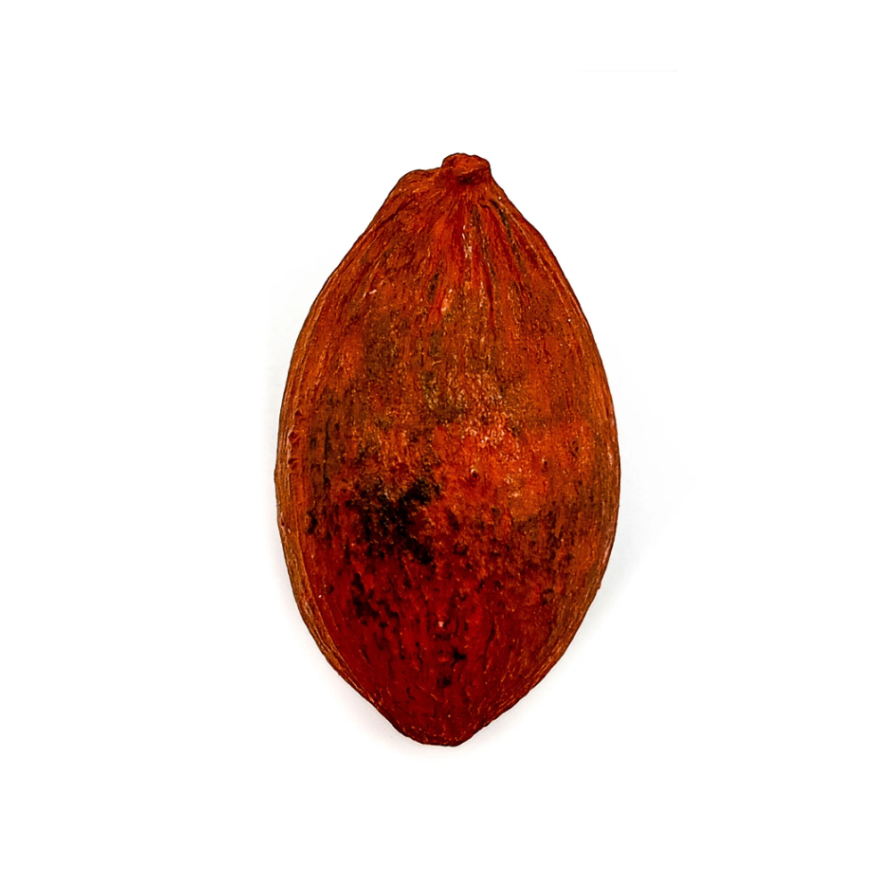 Fava Ogum Semente Ritualística