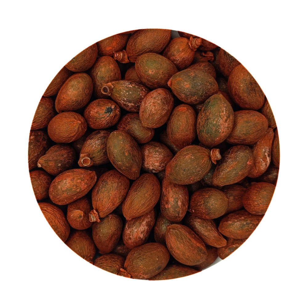Fava Ogum Semente Ritualística - Imagem 2