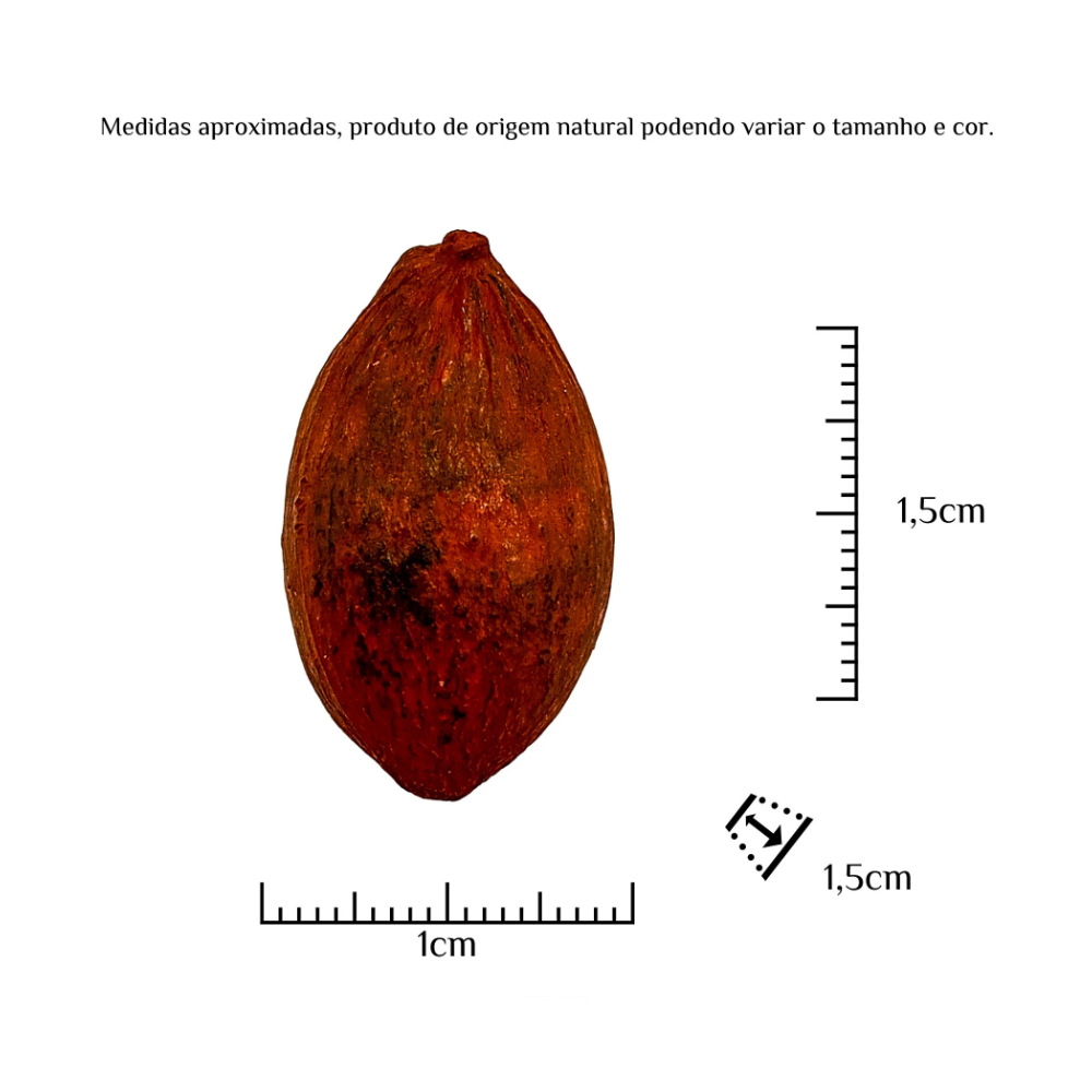 Fava Ogum Semente Ritualística - Imagem 3