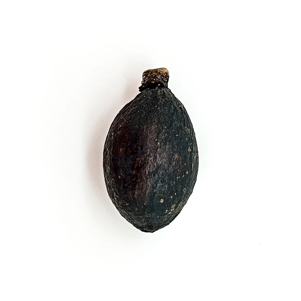 Fava Omolu Obaluae Semente Ritualística