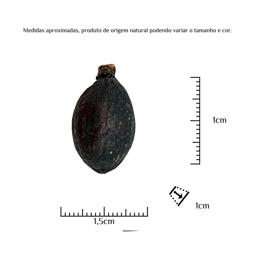 Fava Omolu Obaluae Semente Ritualística - Imagem 3