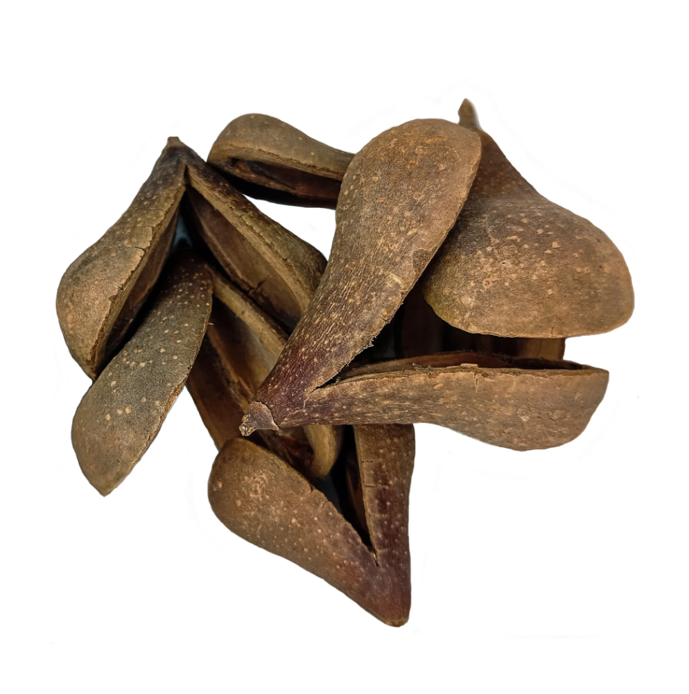 Fava Opele Semente Ritualística - Imagem 2