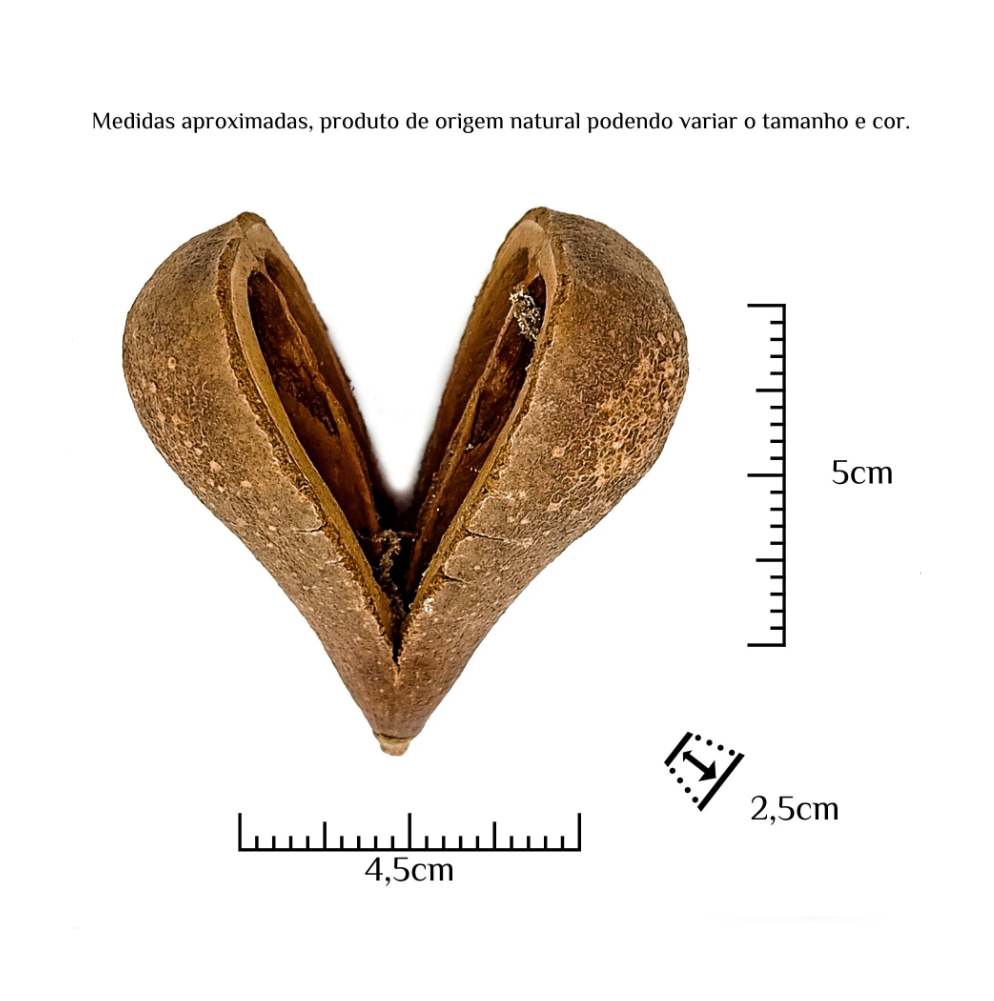 Fava Opele Semente Ritualística - Imagem 3