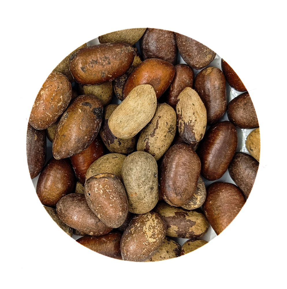Fava Orio Semente Ritualística - Imagem 2