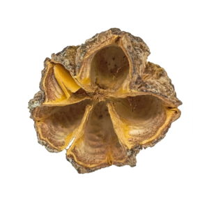 Fava Ossaim Casca Semente Ritualística 1Un