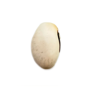 Fava Oxalá Semente Ritualística