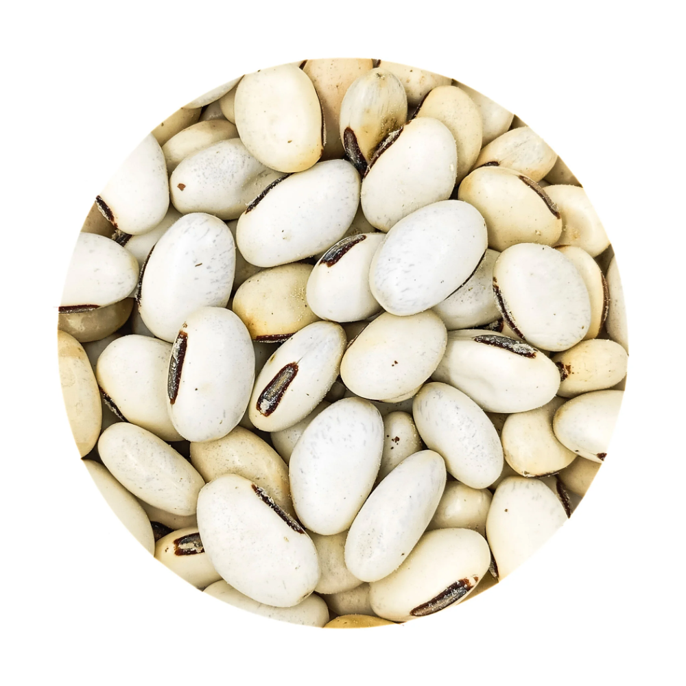 Fava Oxalá Semente Ritualística - Imagem 2