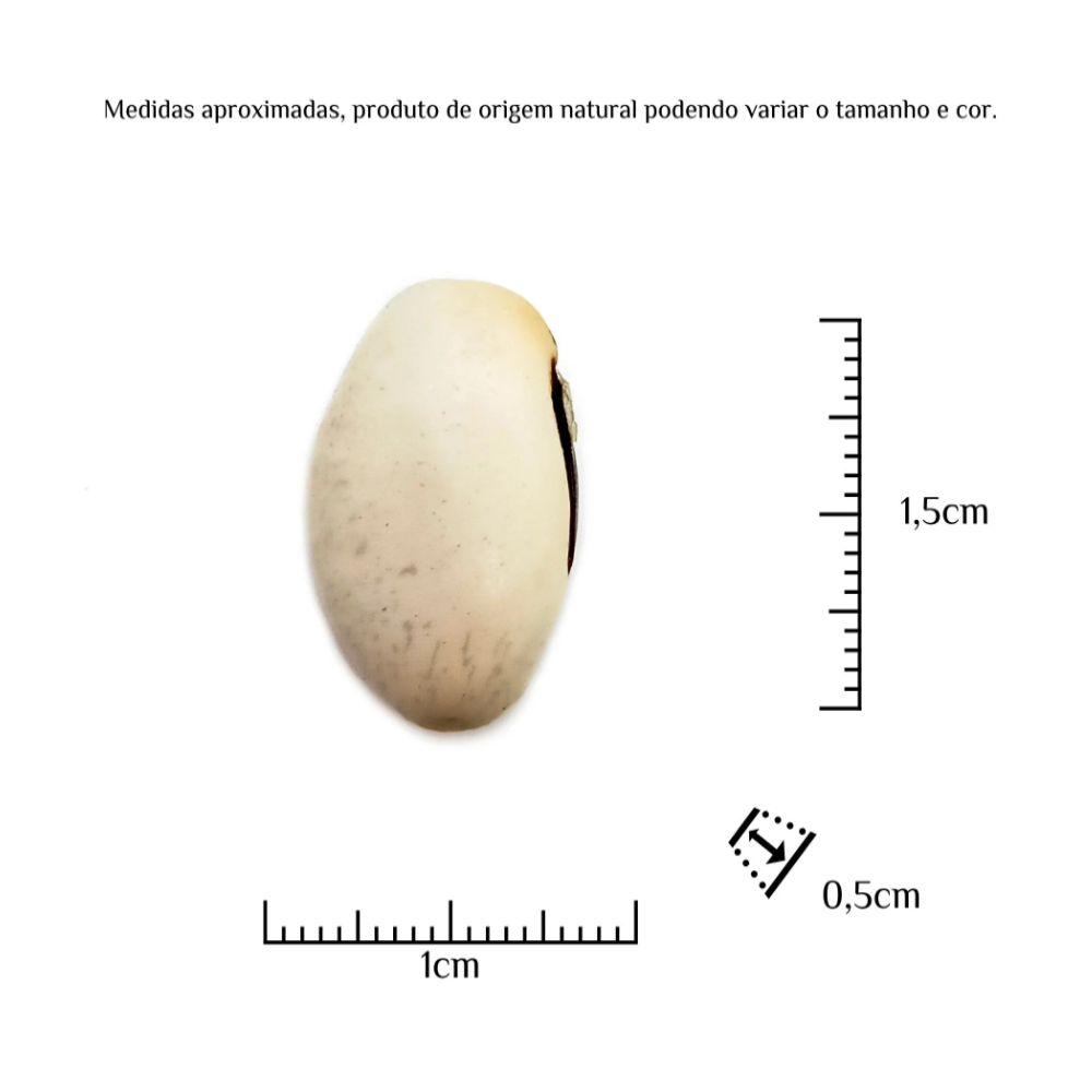 Fava Oxalá Semente Ritualística - Imagem 3