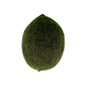 Fava Oxossi Aveludada Semente Ritualística