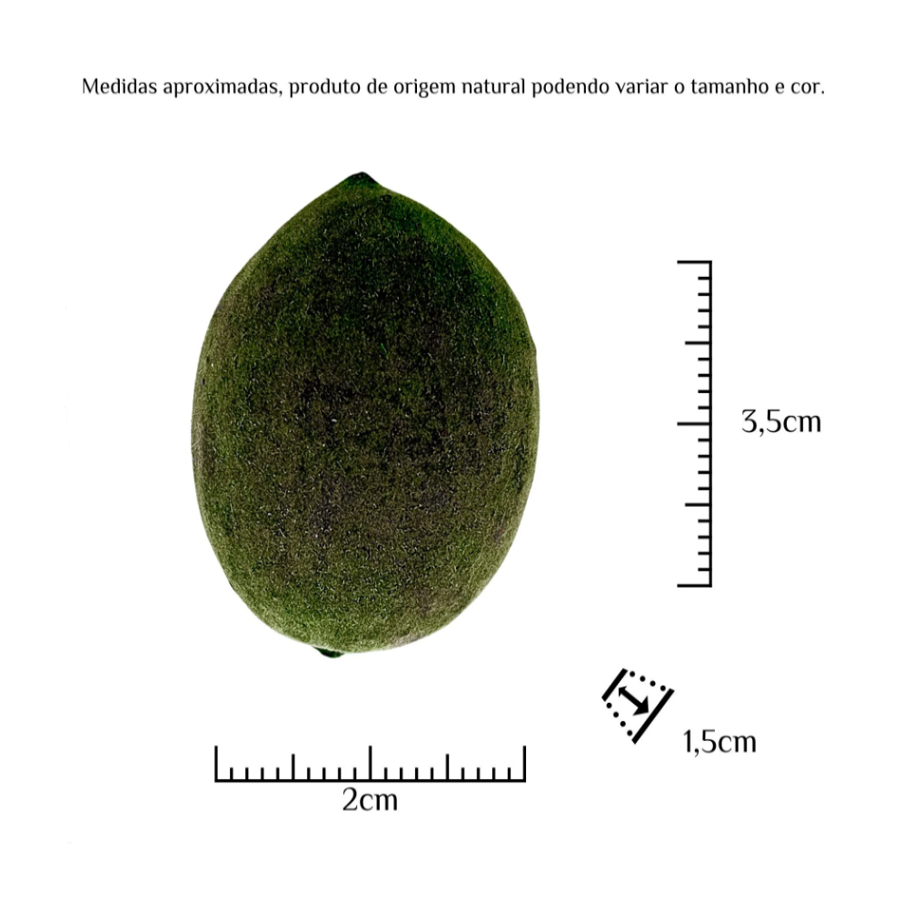 Fava Oxossi Aveludada Semente Ritualística - Imagem 3