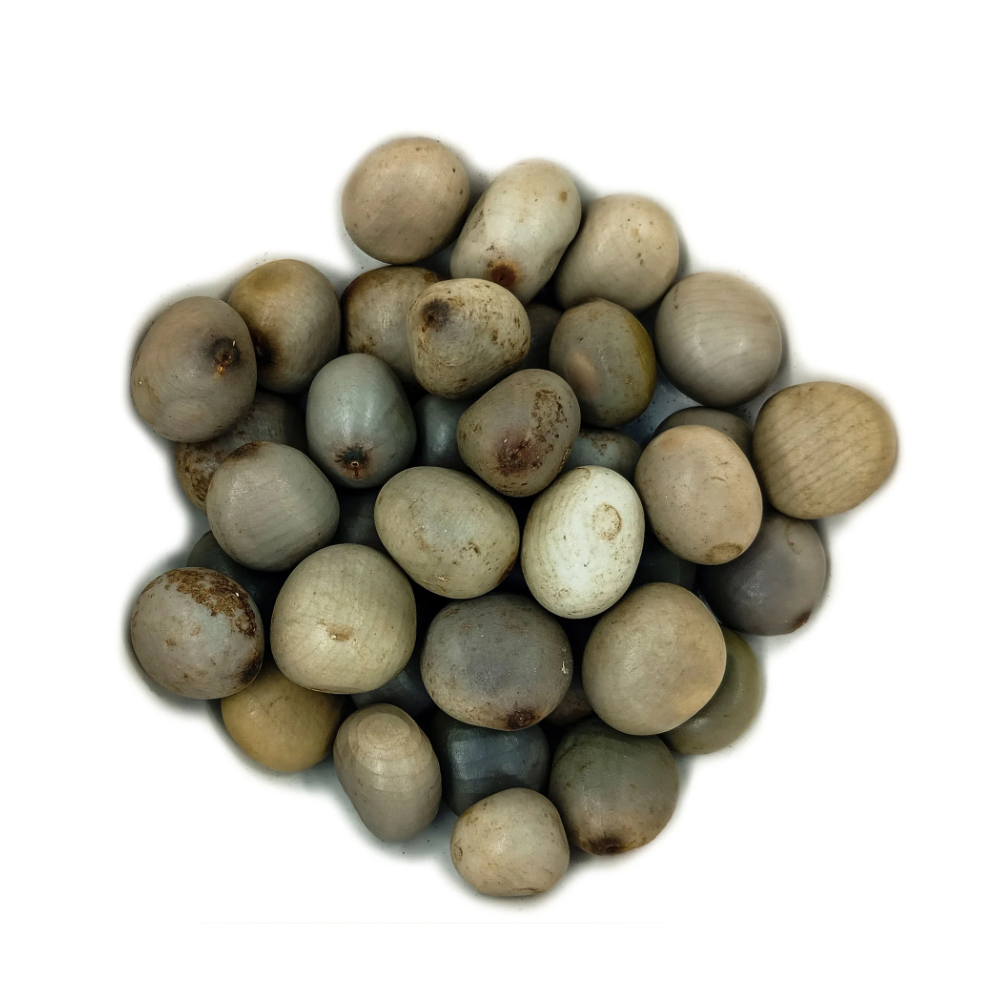 Fava Oxóssi Semente Ritualística - Imagem 2