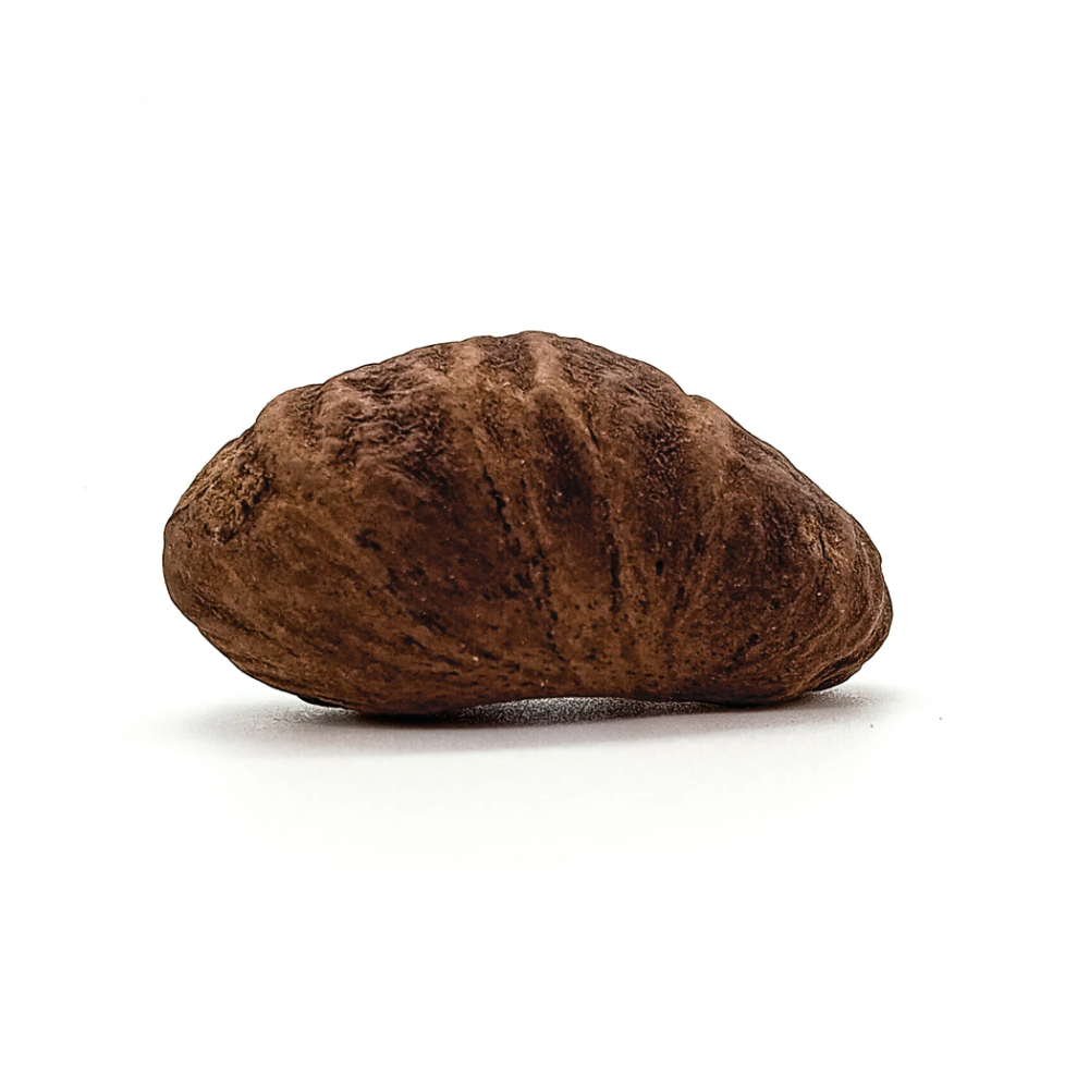 Fava Oxum Semente Ritualística