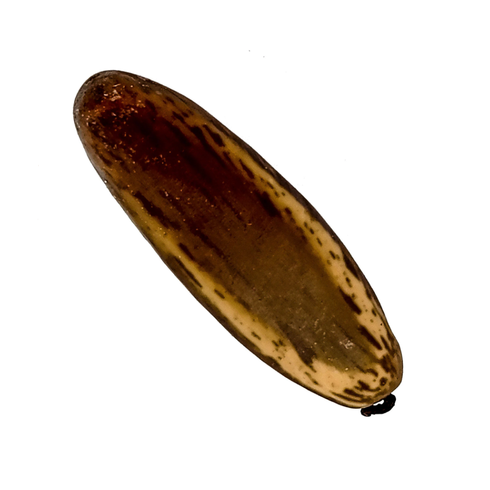 Fava Oxumare Semente Ritualística
