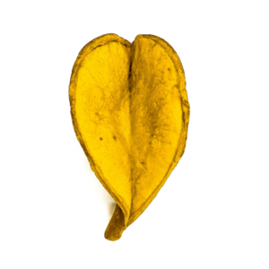 Fava Pétala de Flor Coração Amarelo Semente Ritualística Pombogira