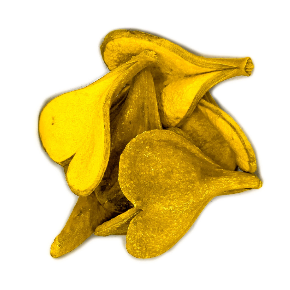 Fava Pétala de Flor Coração Amarelo Semente Ritualística Pombogira - Imagem 2