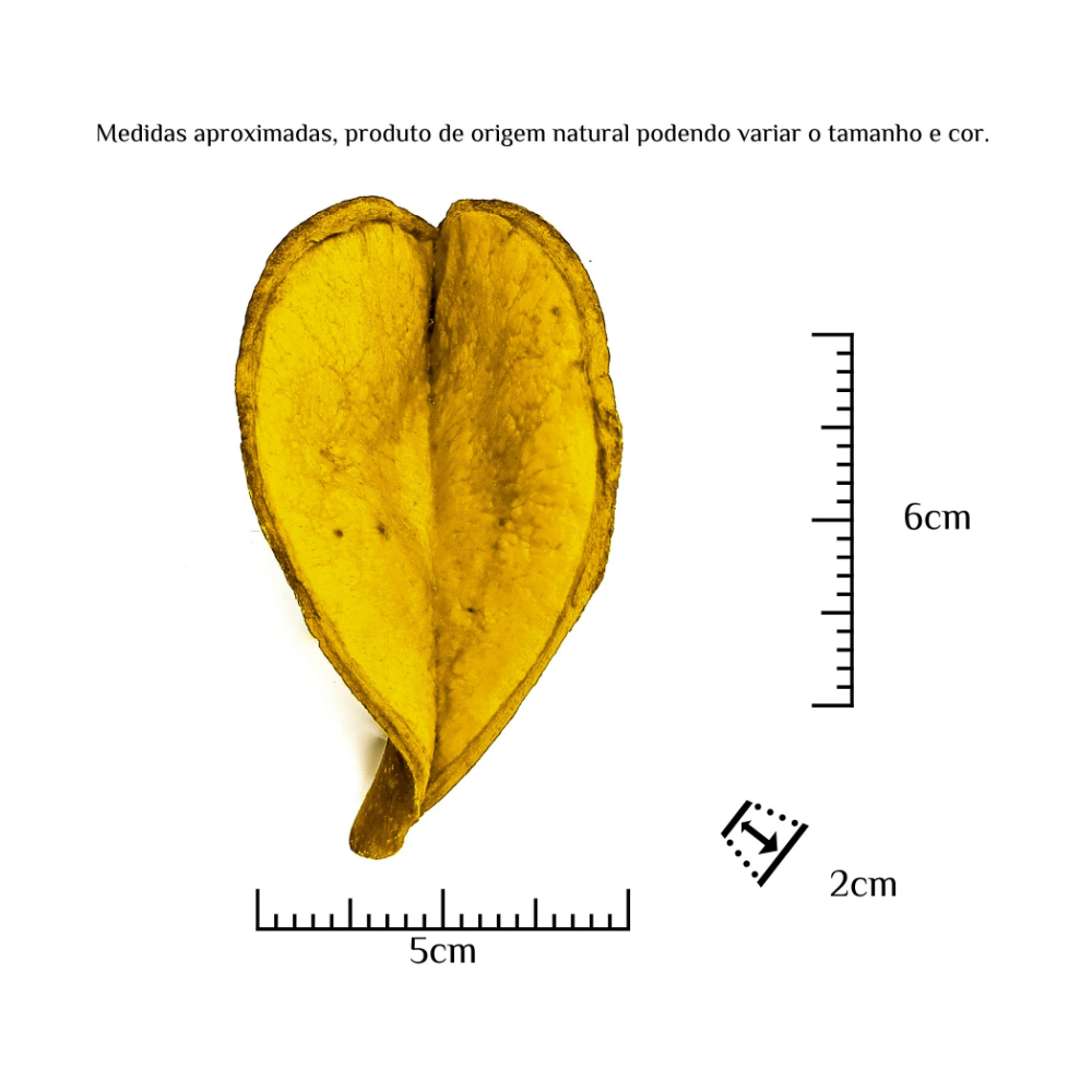 Fava Pétala de Flor Coração Amarelo Semente Ritualística Pombogira - Imagem 3